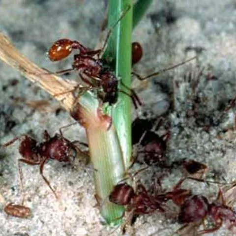 thumbnail for publication: Florida Harvester Ant